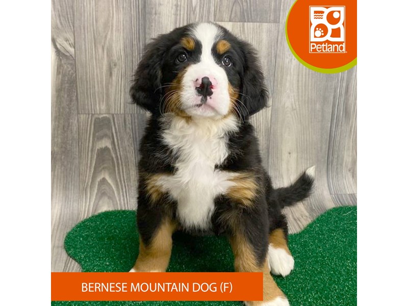 Bernese Mountain Dog - 8303 Image #2