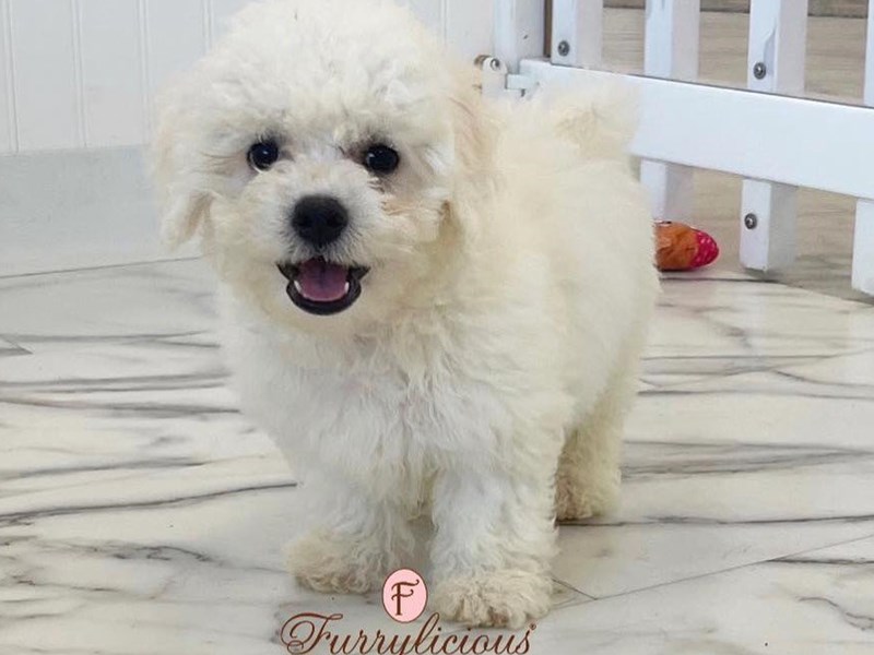 Bichon Frise-DOG-Male-White / Cream-4263399-img4
