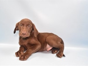 Labrador Retriever-DOG-Male-Chocolate-