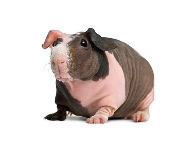American Guinea Pig - 9 Image #2