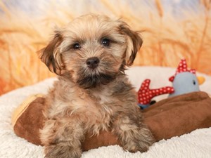 Havanese-DOG-Male-Fawn Sable-