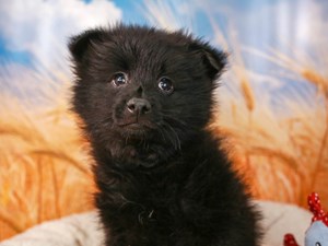 Pomeranian-DOG-Male-blk-