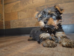 Yorkshire-Terrier-DOG-Male-4320702