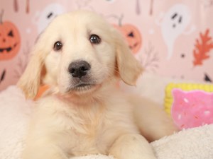 Golden Retriever Puppies  Animal Kingdom & Puppies 'N Love