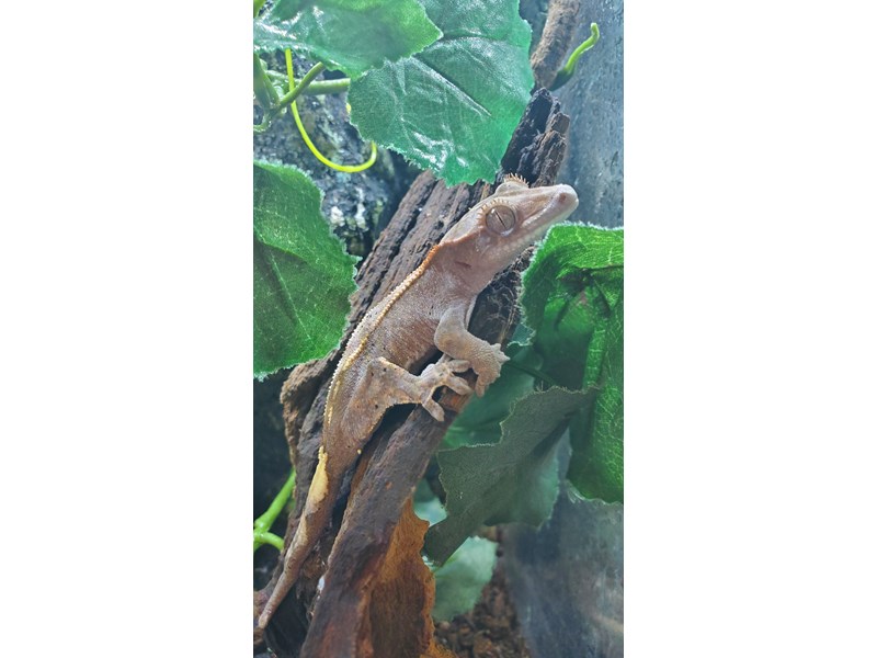 Crested Gecko - 18 Image #2