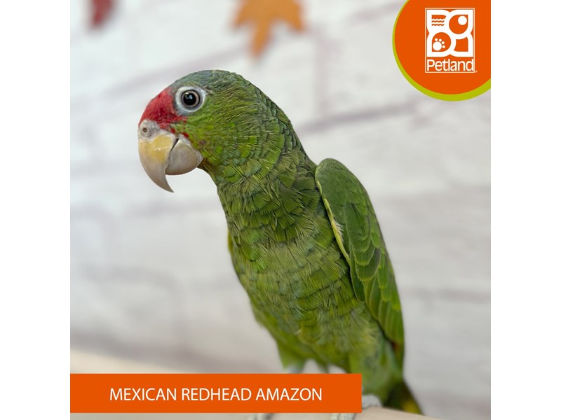 Mexican Redhead Amazon - 3093 Image #2