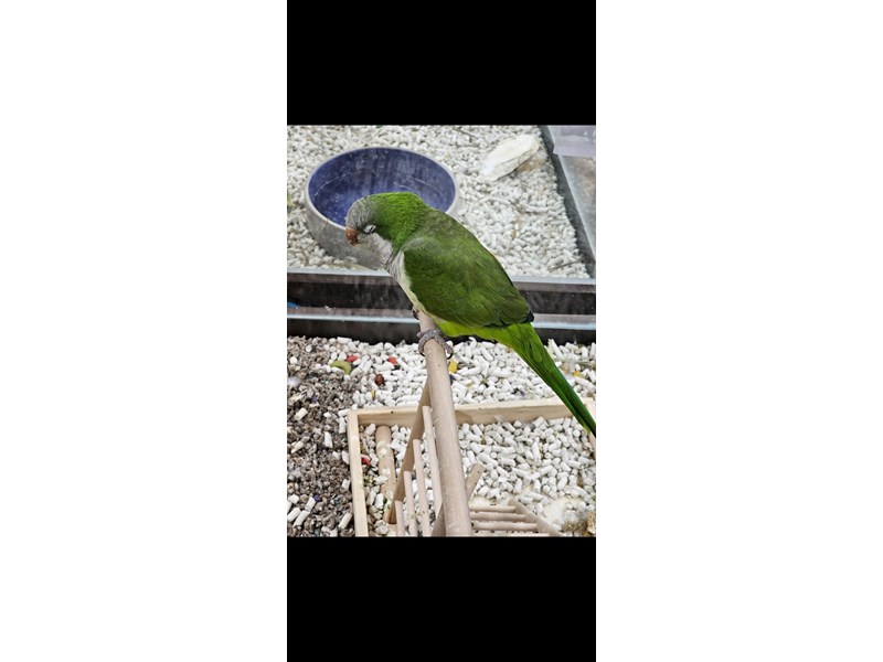 Quaker Parrot - 40 Image #2