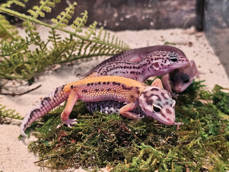 Assorted Leopard Geckos - 47 Image #3