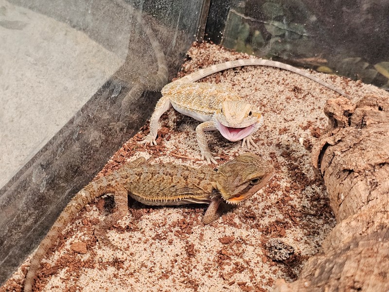 Assorted Bearded Dragons - 48 Image #2