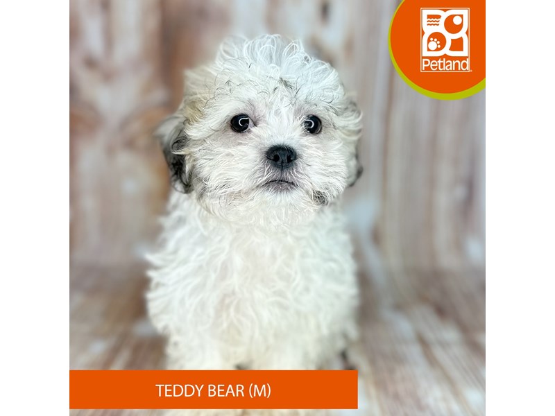 Teddy Bear - 9187 Image #2