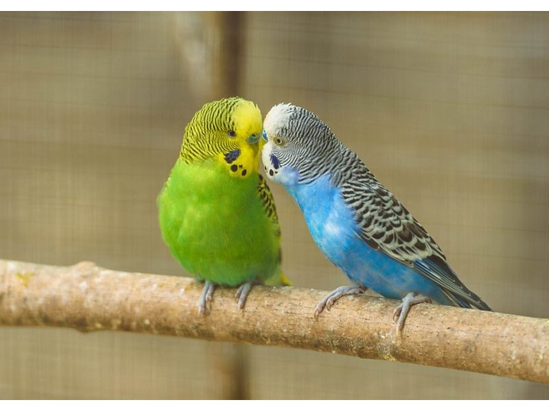 Assorted Fancy and Hand Tamed Parakeets - 11 Image #3