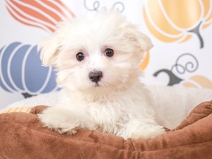Maltese-DOG-Male-White-