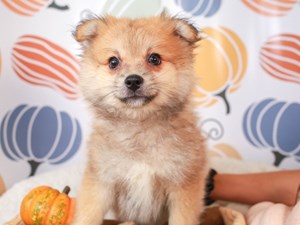 Pomeranian-DOG-Male-Orange Sable-
