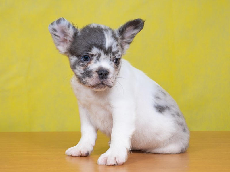 Fluffy French Bulldog