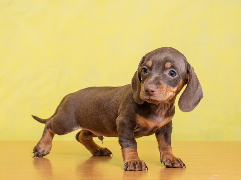 Dachshund