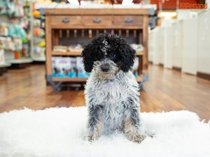 Goldendoodle 2nd Gen: A Puppy You'll Forever Love - Petland Florida