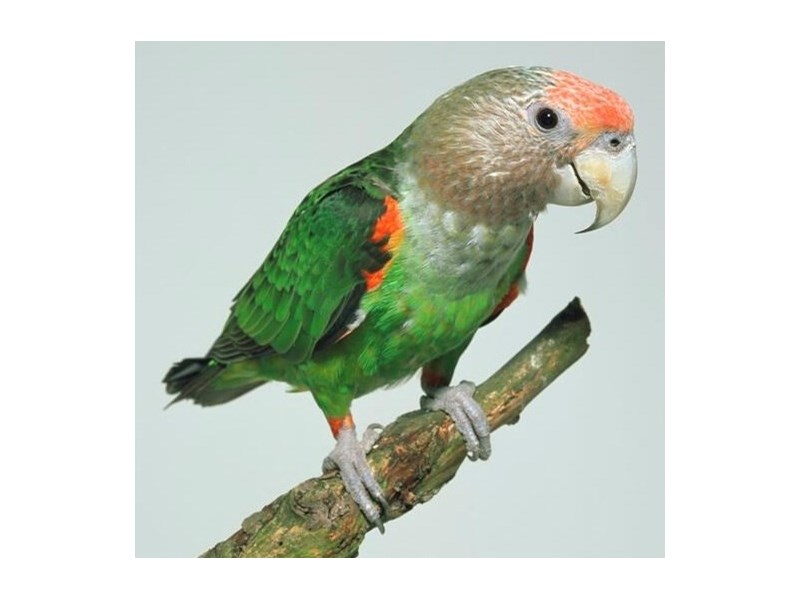 Cape Parrot - 113 Image #2