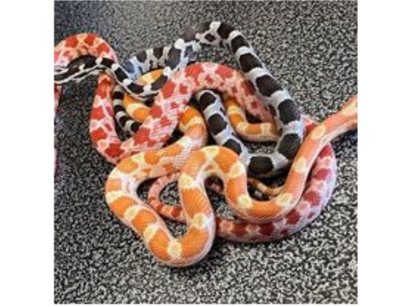 Assorted Corn Snakes - 19 Image #2