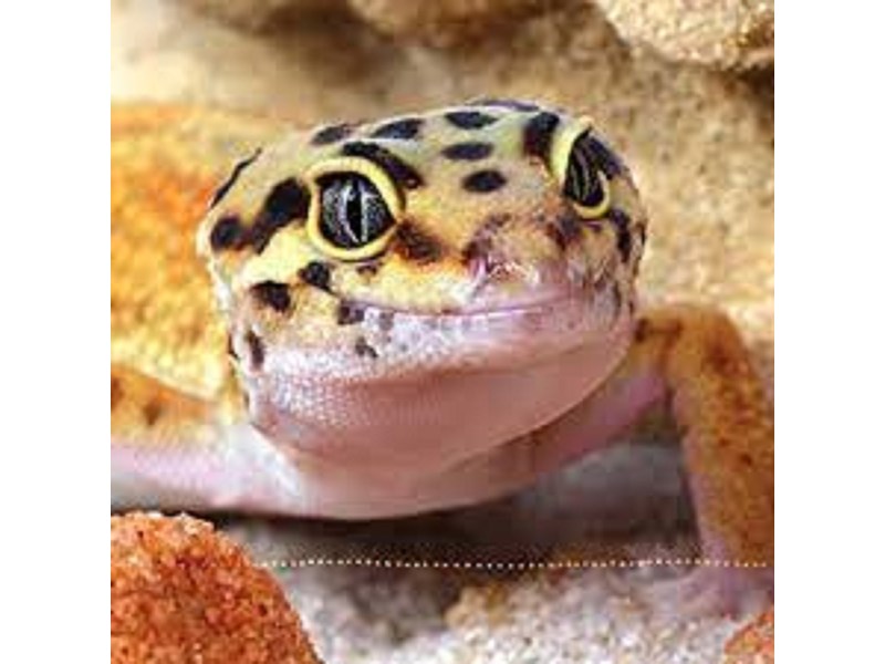 Assorted Leopard Geckos - 21 Image #2