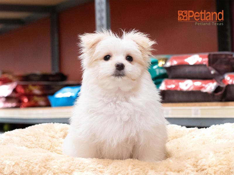 5 Best Christmas Gifts For Puppies - Petland Texas