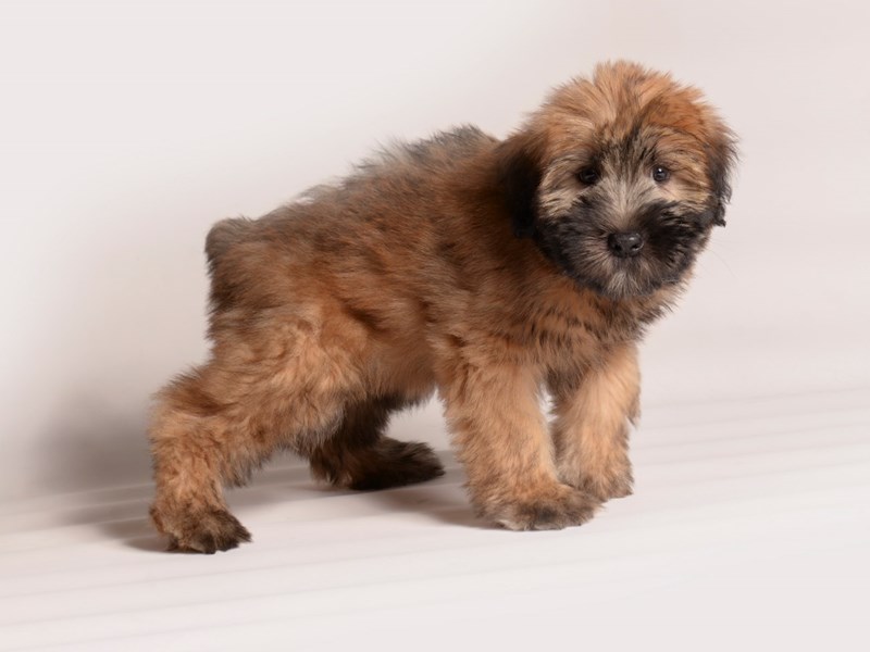 Soft Coated Wheaten Terrier - 20590 Image #2