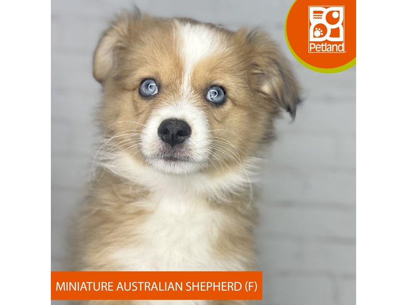 Miniature Australian Shepherd - 3912 Image #2