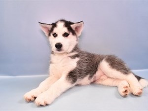 Siberian-Husky-DOG-Male-4378114