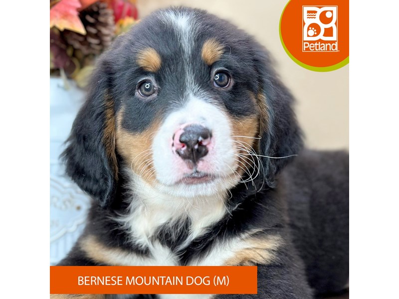 Bernese Mountain Dog - 15734 Image #2
