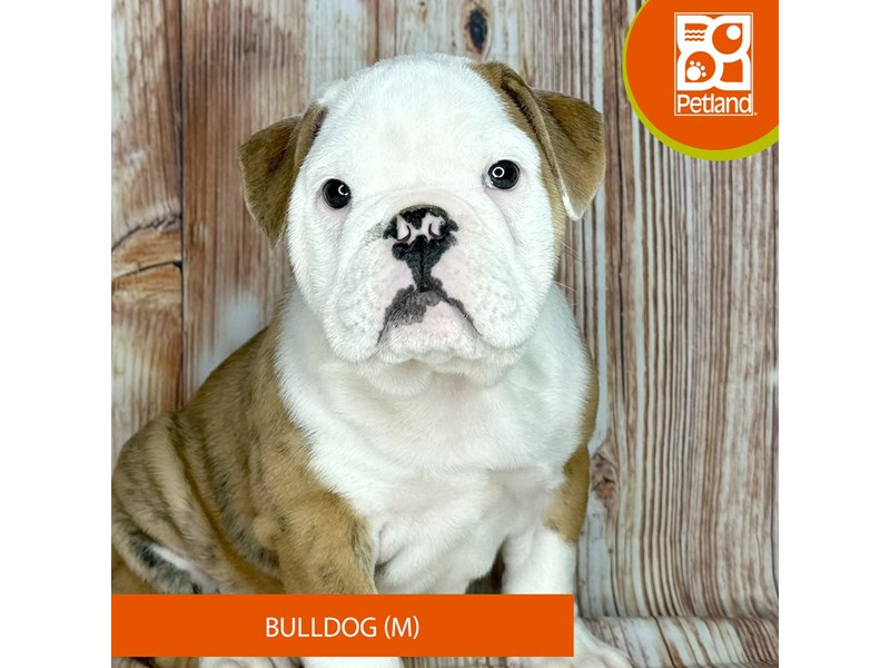 Bulldog - 9205 Image #2