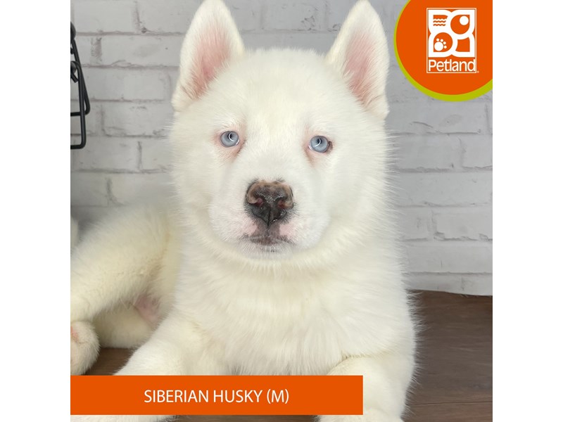 Siberian Husky - 3926 Image #2