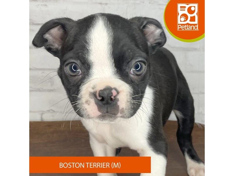 Boston Terrier - 3925 Image #2