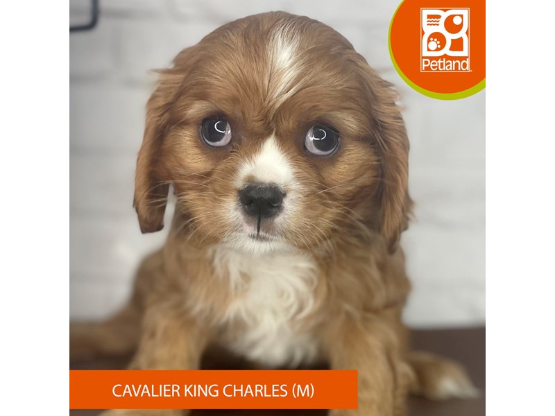 Cavalier King Charles Spaniel - 3924 Image #2