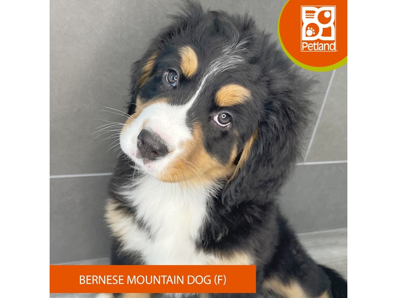 Bernese Mountain Dog - 827 Image #2