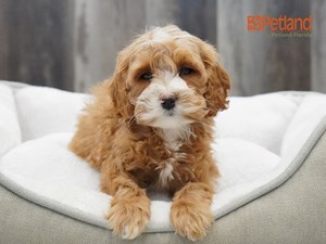 Goldendoodle 2nd Gen: A Puppy You'll Forever Love - Petland Florida