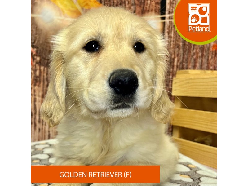Golden Retriever - 4313 Image #2