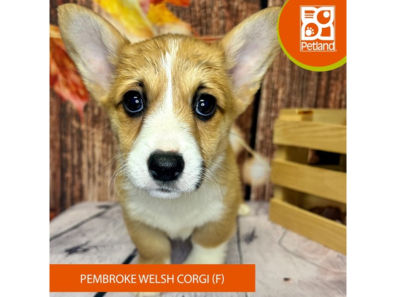 Pembroke Welsh Corgi - 4311 Image #2