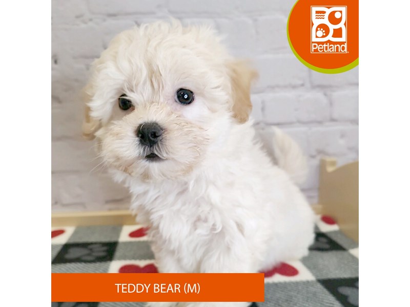Teddy Bear - 3135 Image #2