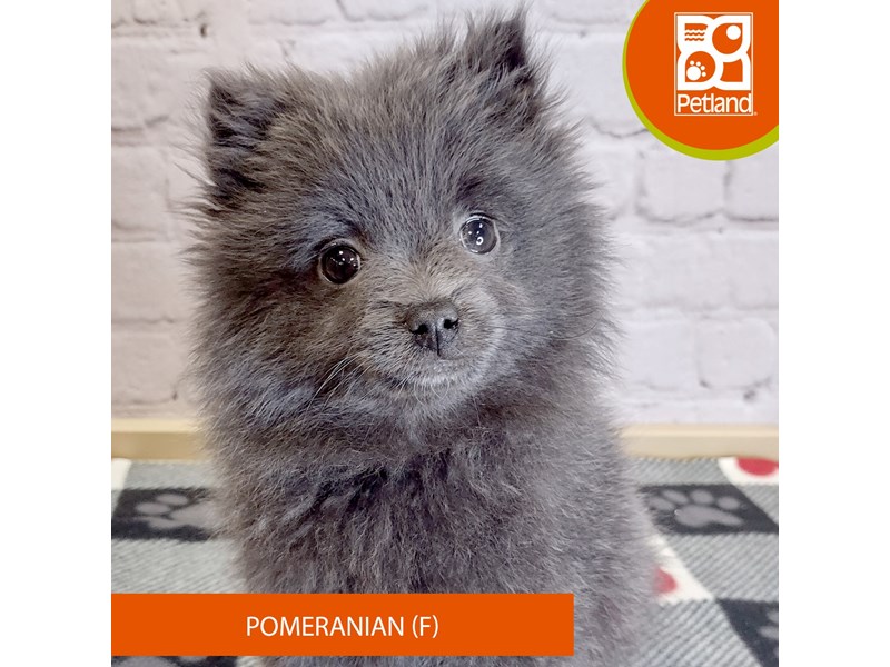 Pomeranian - 3129 Image #2