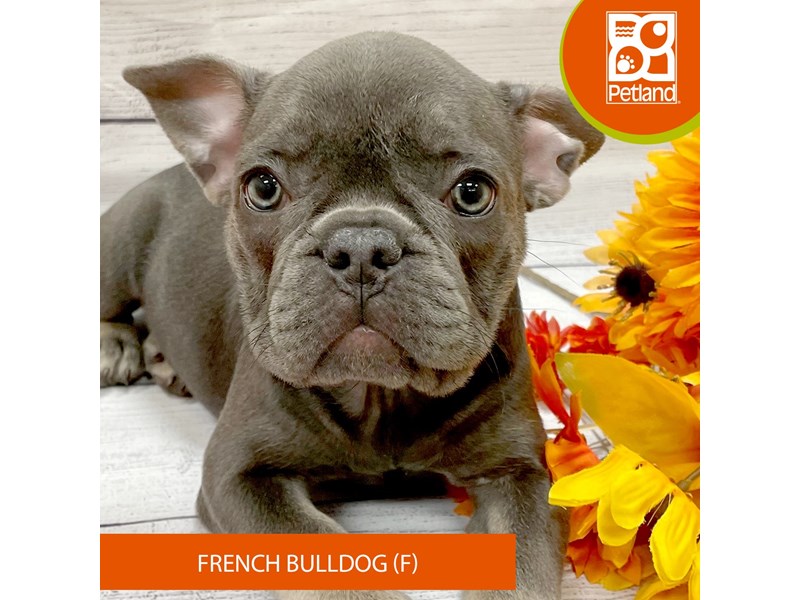 French Bulldog - 14886 Image #2