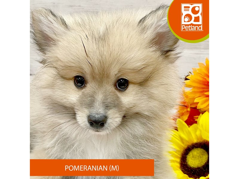 Pomeranian - 14882 Image #2