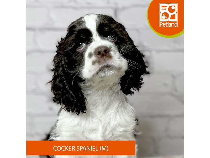 Cocker Spaniel - 17064 Image #2