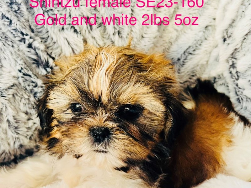 Shih Tzu-DOG-Female-White and Gold-4383869