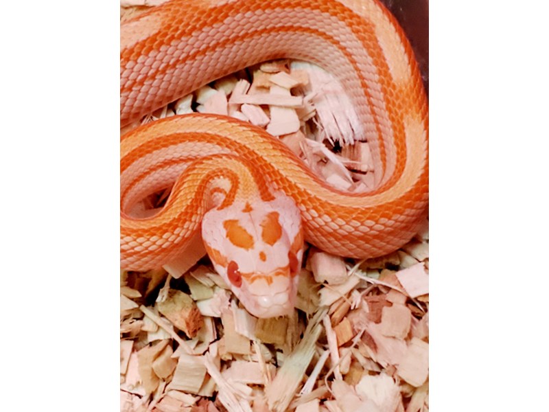 Assorted Corn Snakes - 19 Image #3