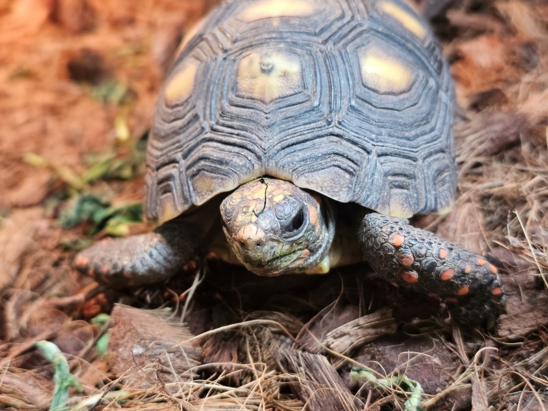 Red-footed Tortoise - 43 Image #2