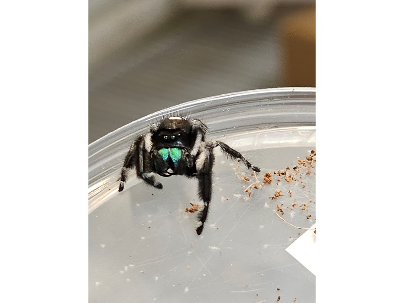Jumping Spider - 45 Image #2