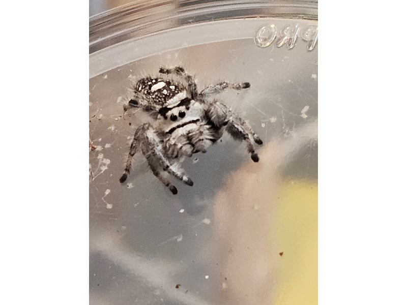 Jumping Spider - 45 Image #3