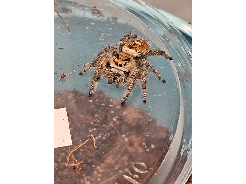 Jumping Spider - 45 Image #4