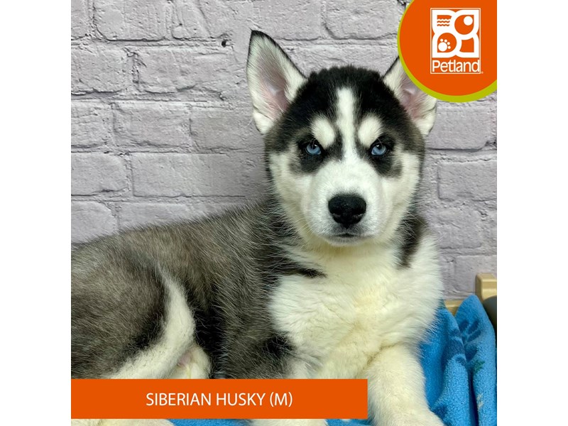 Siberian Husky - 17081 Image #2