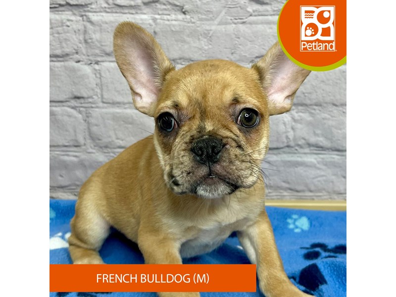 French Bulldog - 17083 Image #3