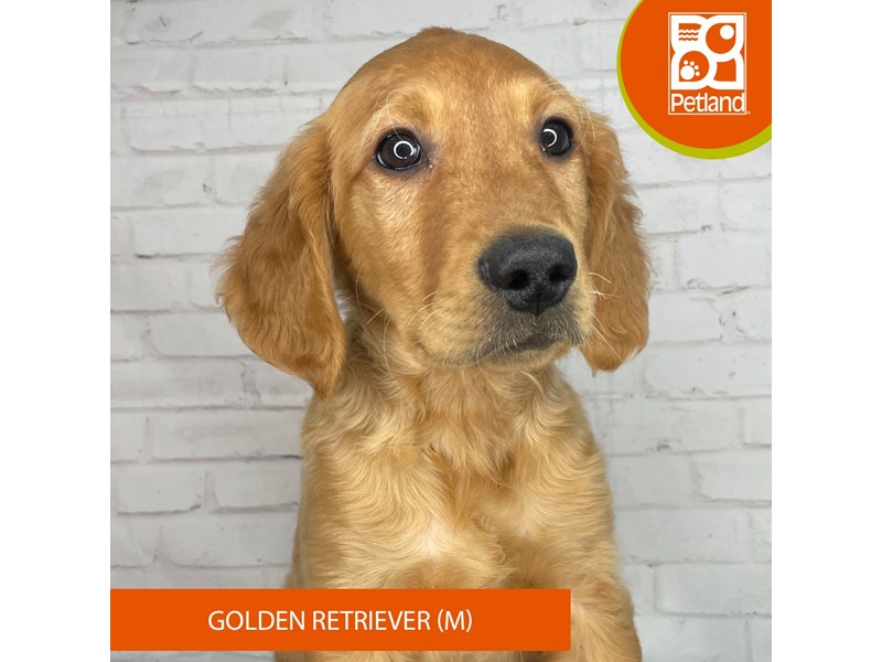 Golden Retriever - 3940 Image #3